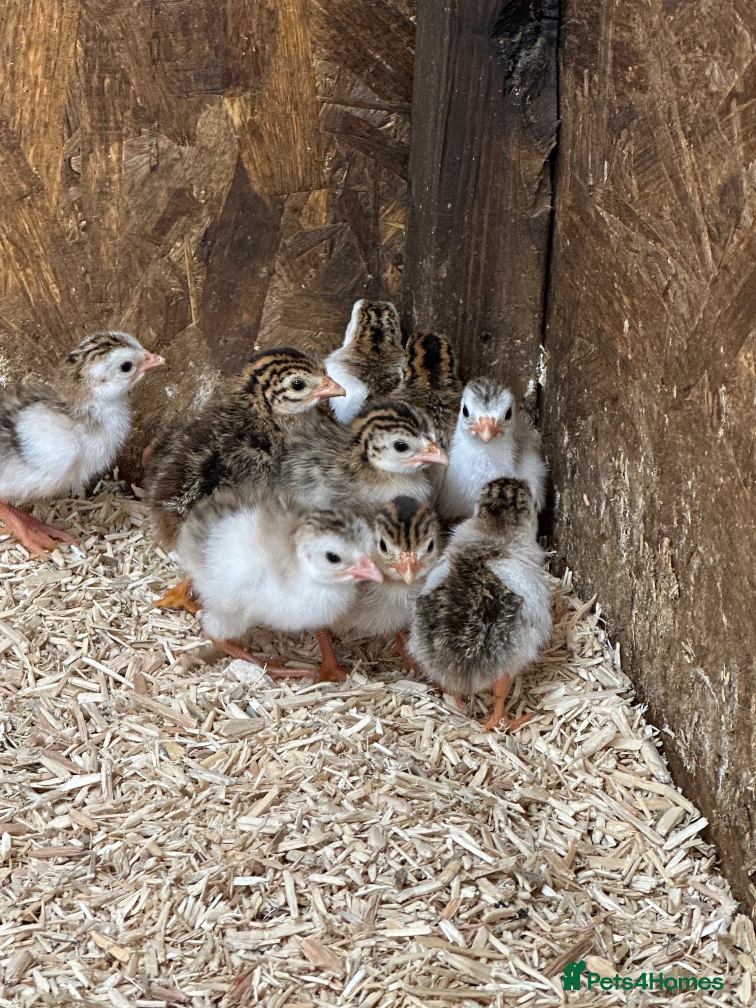 Guinea Fowl poultry Guinea fowl keets  - Advert 1