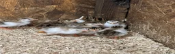 Guinea Fowl poultry for sale: Guinea fowl keets  - Advert 1