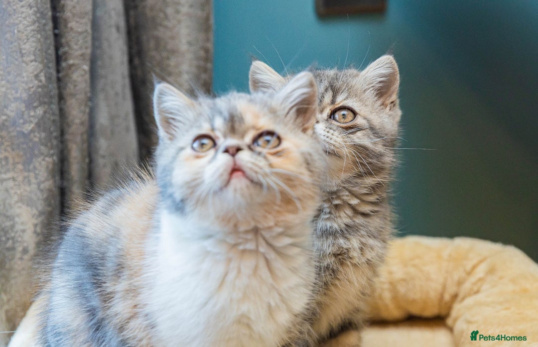 Exotic cats for sale: Beautiful exotic tourtie and white girl  - Image 8
