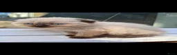 Scottish Fold cats for sale: Scottish fold kittens - Advert 12