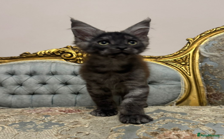 Maine Coon cats - Advert 8