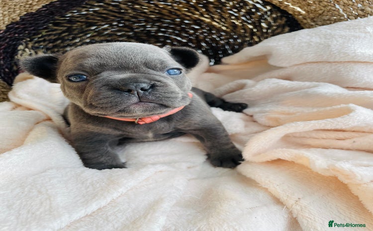 French Bulldog dogs - Advert 3