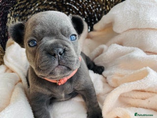 French Bulldog dogs - Advert 5