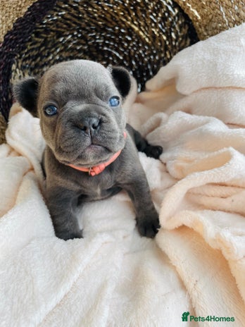 French Bulldog dogs - Advert 3