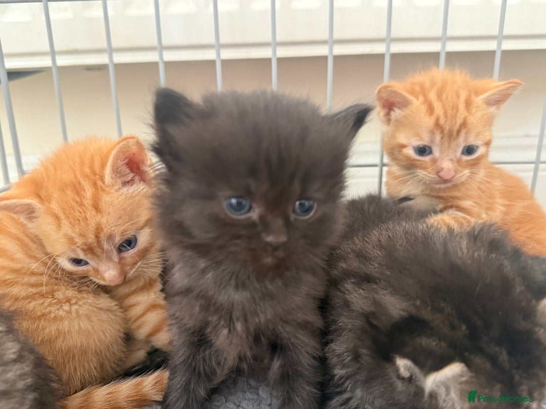 Ragdoll cats for sale: 4 ragdoll x tabby kittens left - Image 5