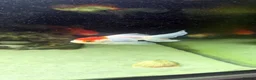 Fancy Goldfish fish for sale: 6 Gold fish for Sale in Hatfield - Advert 5