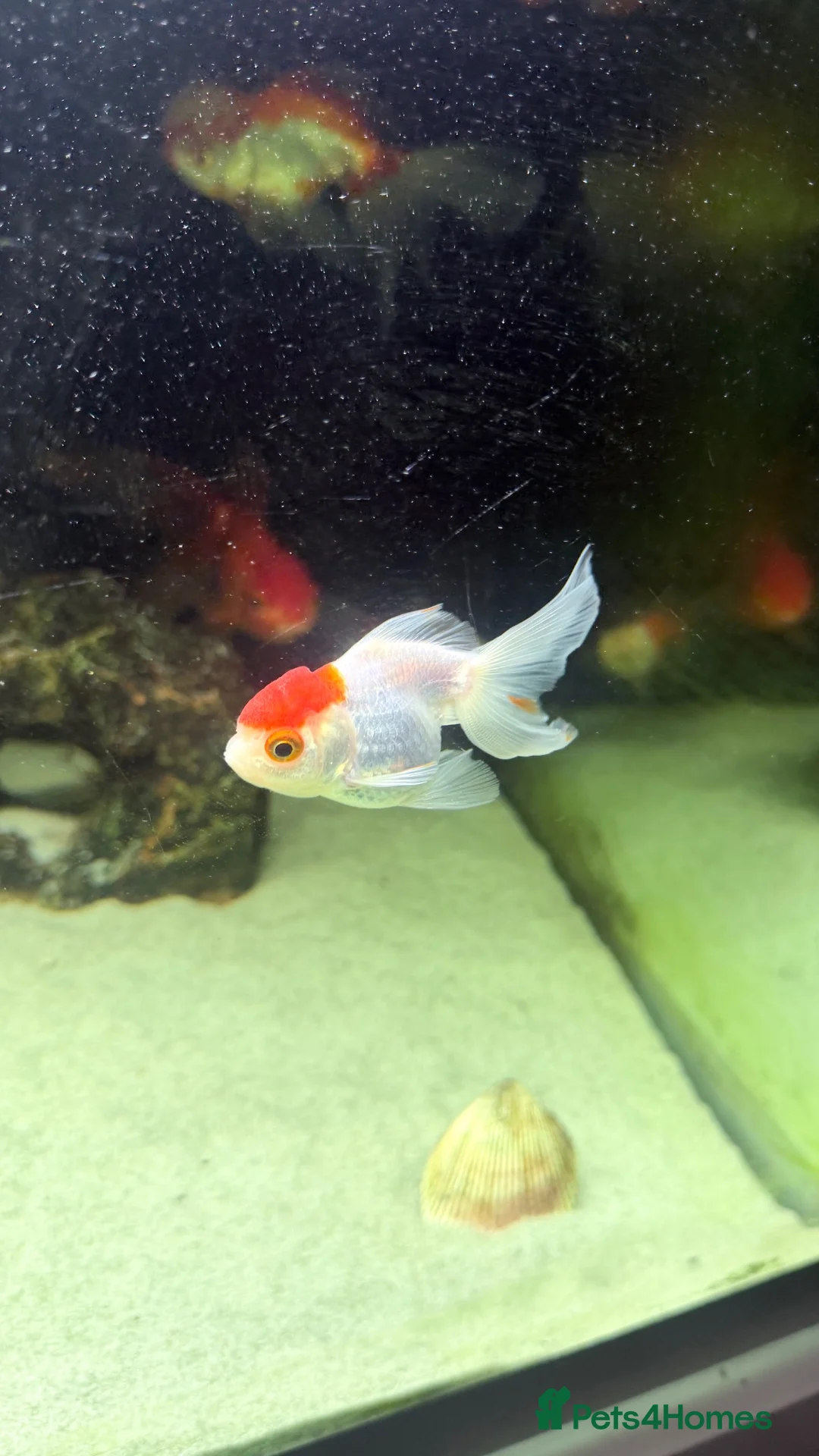 Fancy Goldfish fish for sale: 6 Gold fish for Sale in Hatfield - Advert 5