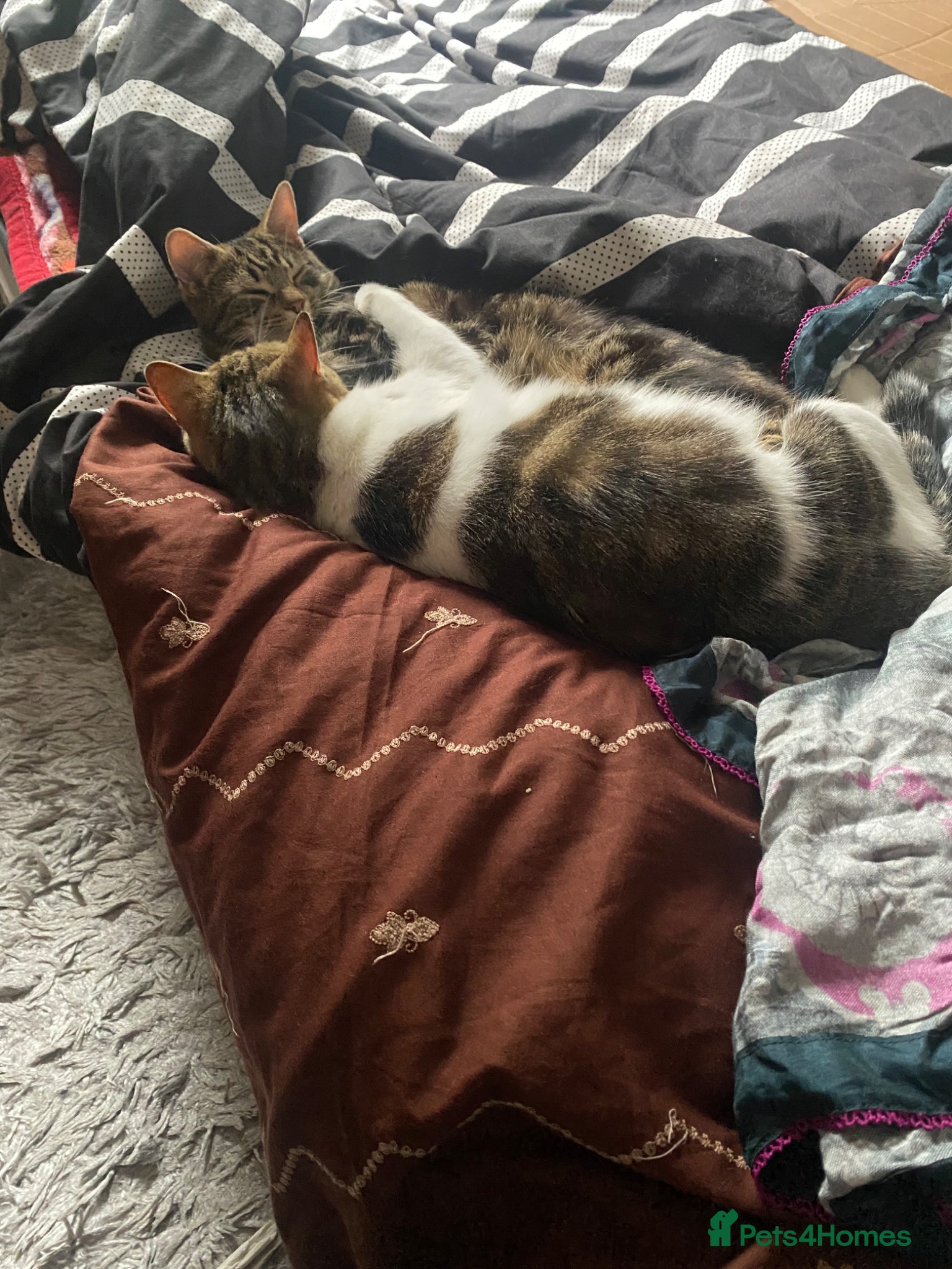 Mixed Breed cats for sale: Tabby  - Advert 4