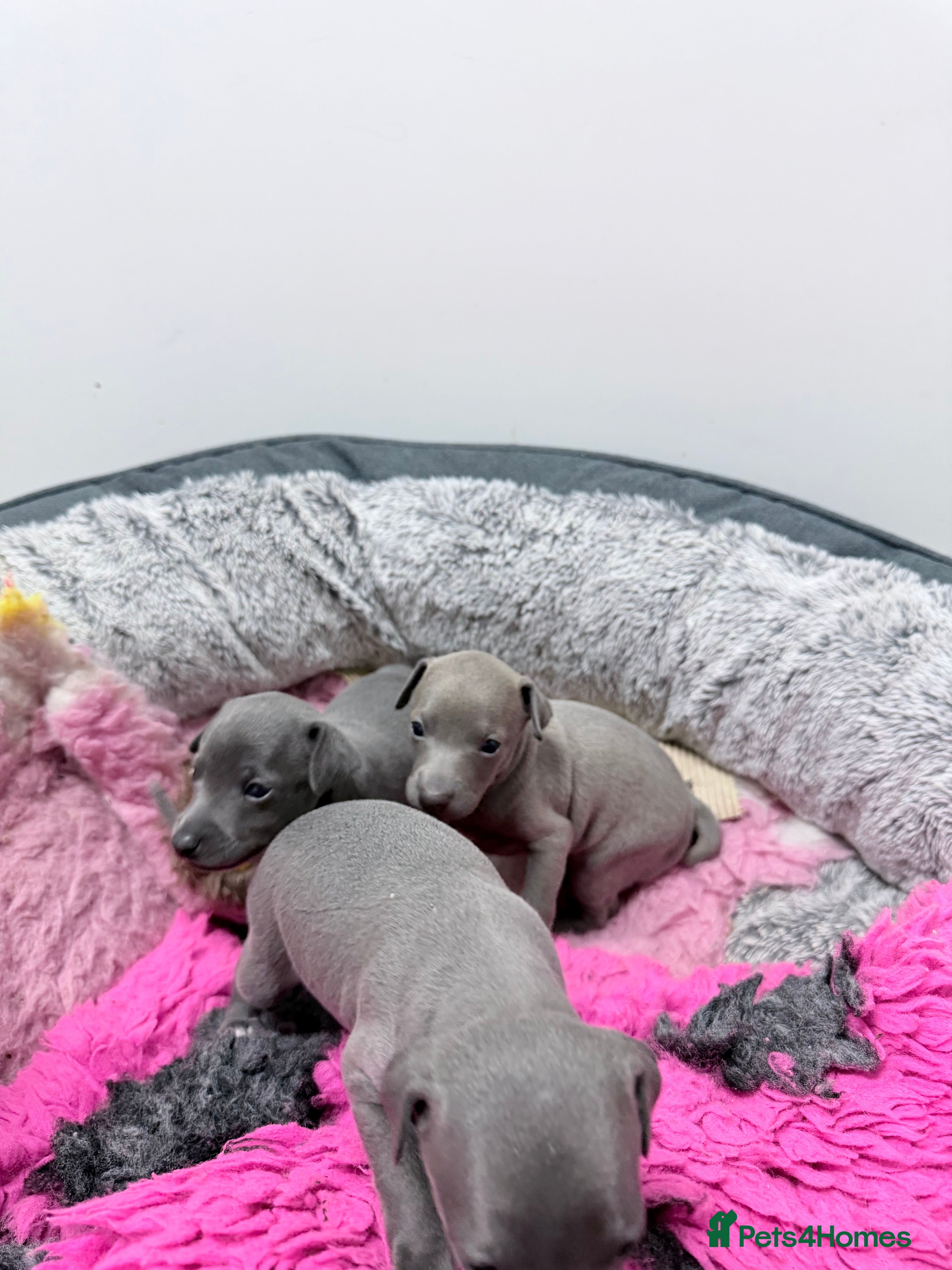 Italian Greyhound dogs Fresh new Bloodlines - Italian Greyhound Puppies - Advert 2