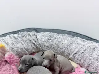 Italian Greyhound dogs Fresh new Bloodlines - Italian Greyhound Puppies - Advert 2