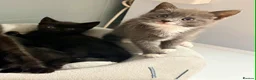 Domestic Shorthair cats for sale: One Grey and one black kitten in Burnham-on-Sea - Advert 1