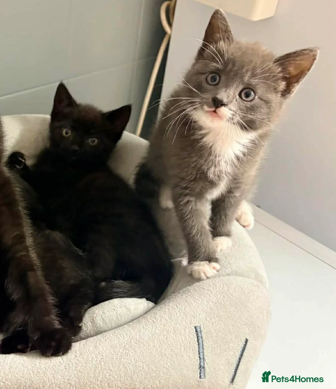 Domestic Shorthair cats for sale: One Grey and one black kitten in Burnham-on-Sea - Advert 1