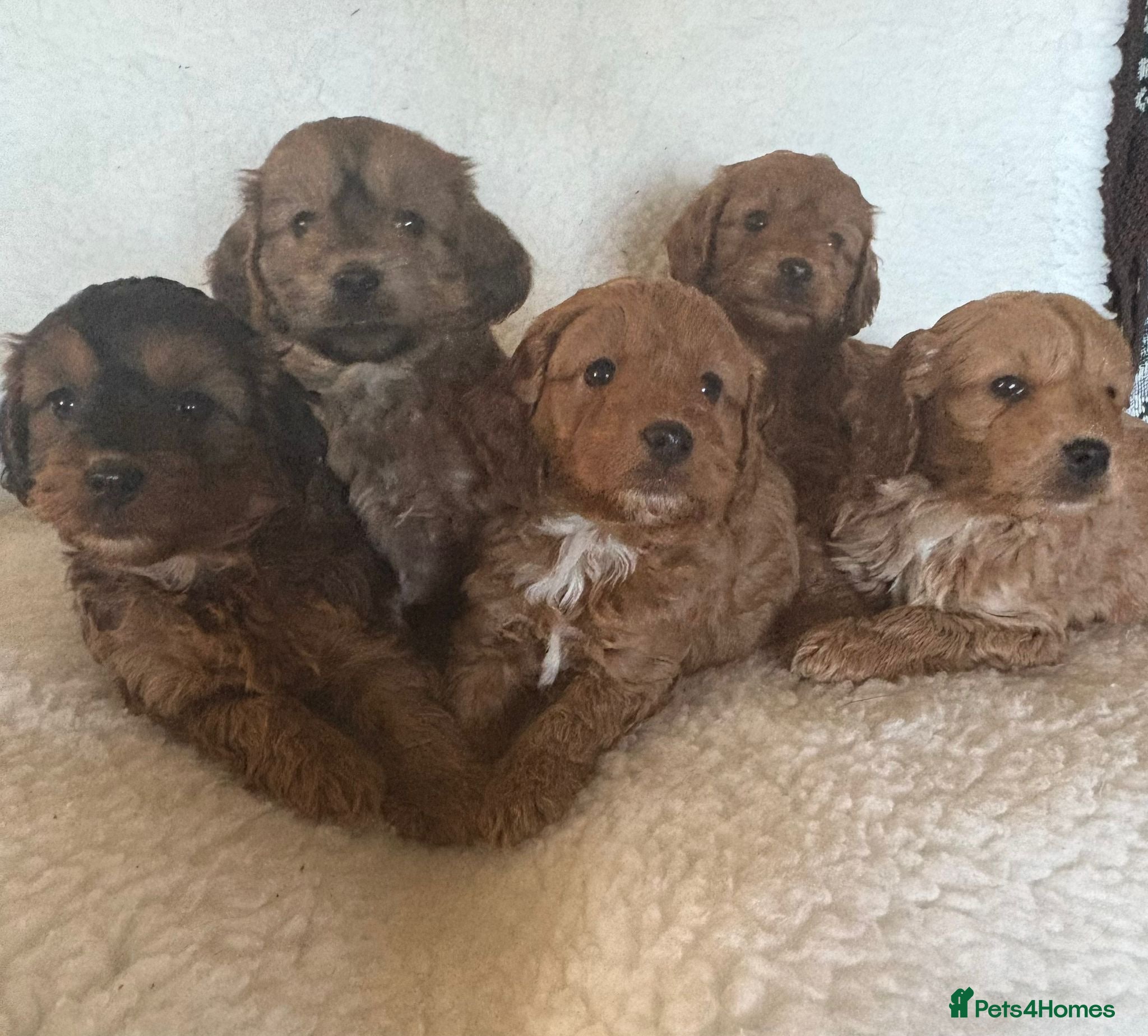 Cockapoo dogs Cocapoo Puppies - Advert 1