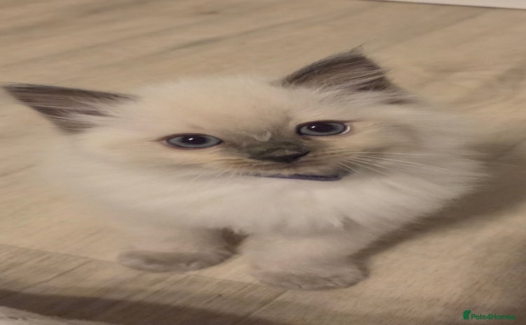 Ragdoll cats - Advert 6