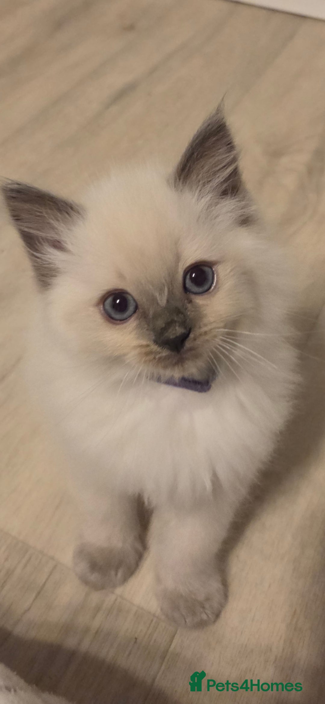 Ragdoll cats for sale: Pure blue mitted Ragdoll kittens - Image 1