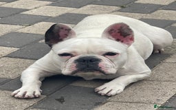 French Bulldog dogs for sale: Beautiful female French bulldog - Image 1