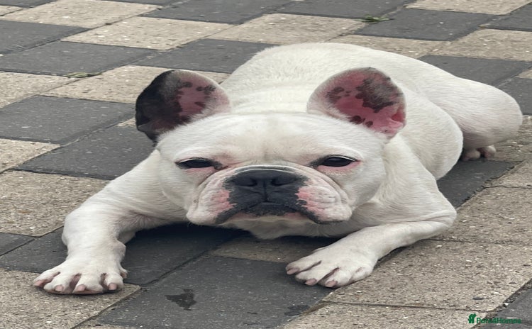 French Bulldog dogs - Advert 6