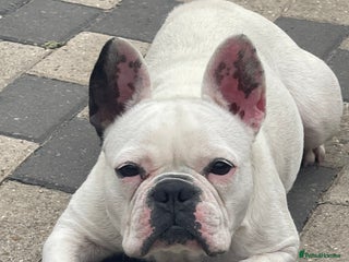French Bulldog dogs - Advert 11