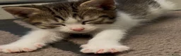 Mixed Breed cats for sale: Ready for their forever homes, 3 fluffy angels - Advert 9