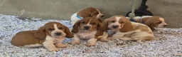 Basset Hound dogs for sale: KC BASSET HOUND PUPPIES FROM HEALTH SCORED PARENTS - Advert 13