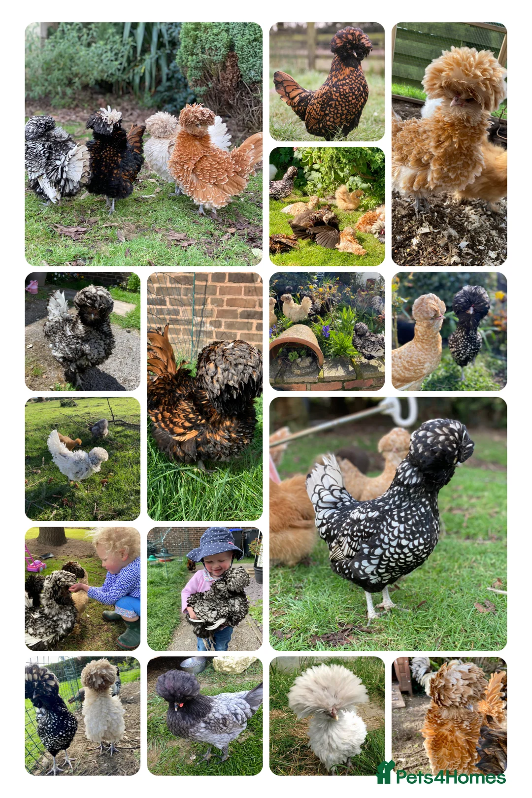 Chickens poultry for sale: Polish Bantam Cockerel Silver Laced - Advert 4