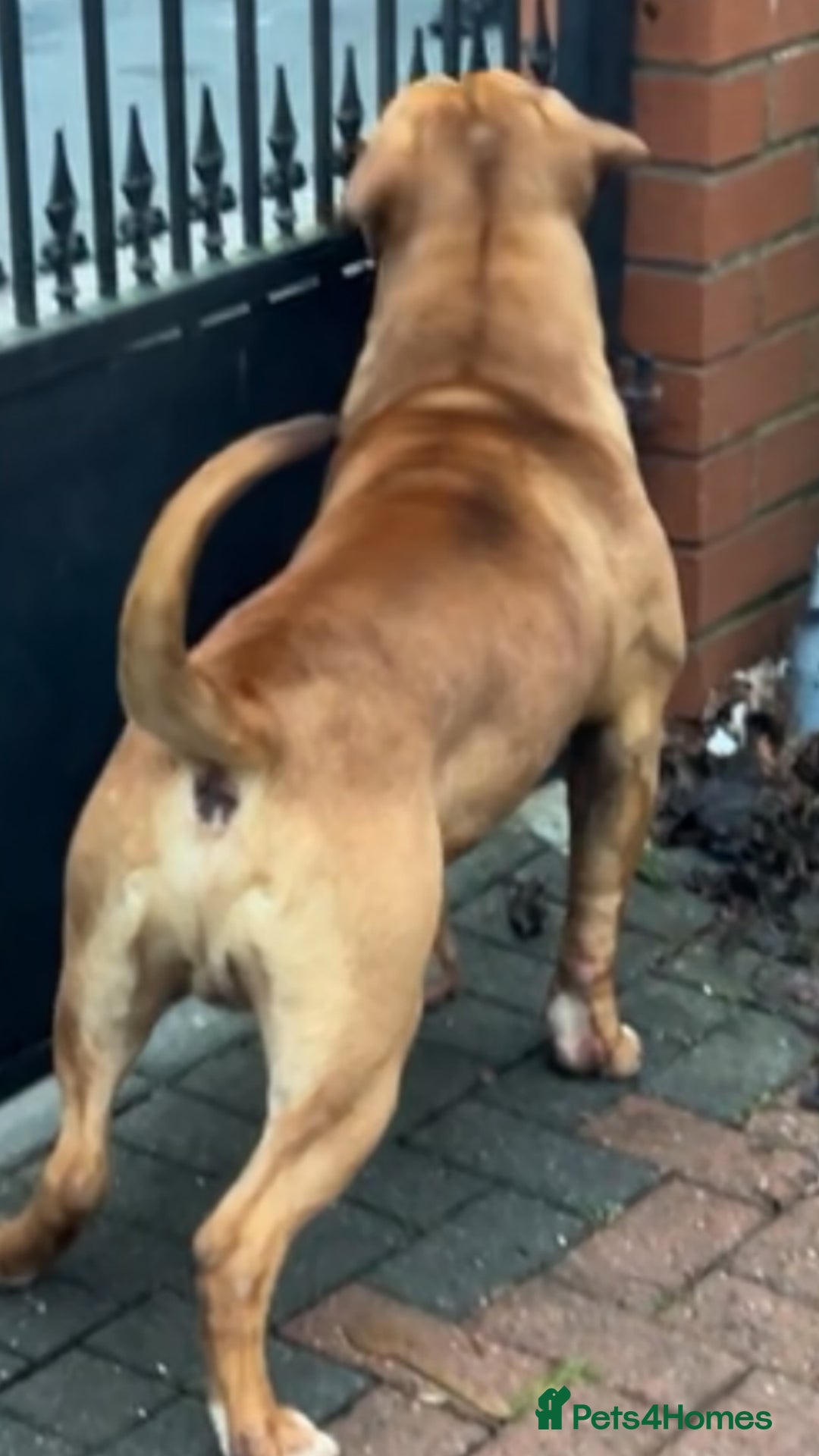 American Bull Staffy dogs for sale: Amazing Girl.  - Advert 5