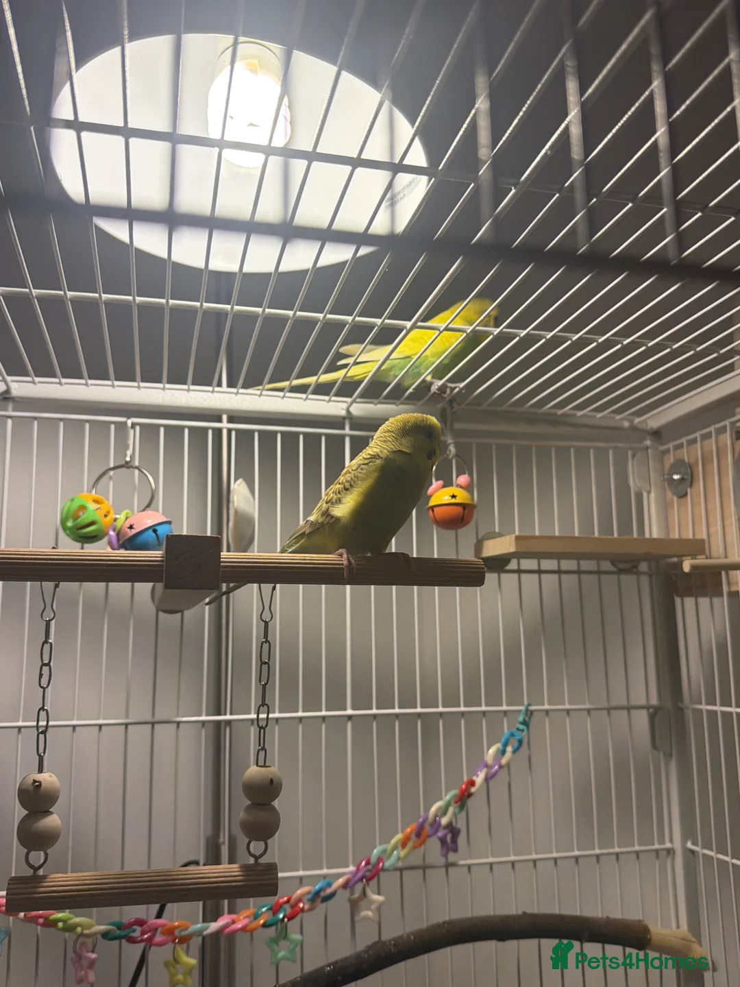 Budgerigars birds for sale: Pair budgies for sale  - Advert 2