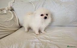 Pomeranian dogs for sale:  beautiful boy pomeranians - Image 8