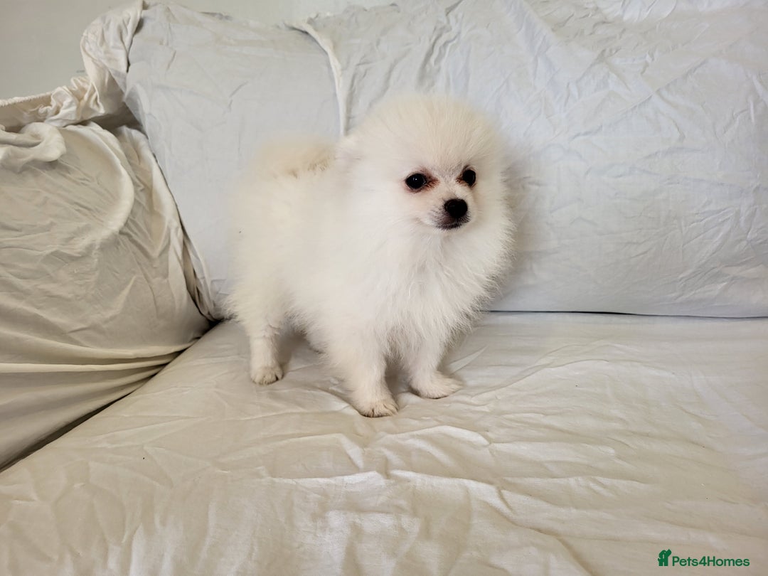 Pomeranian dogs for sale:  beautiful boy pomeranians - Image 8