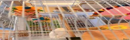 Budgerigars birds for sale: 4 month old baby blue budgie in london in London - Advert 3