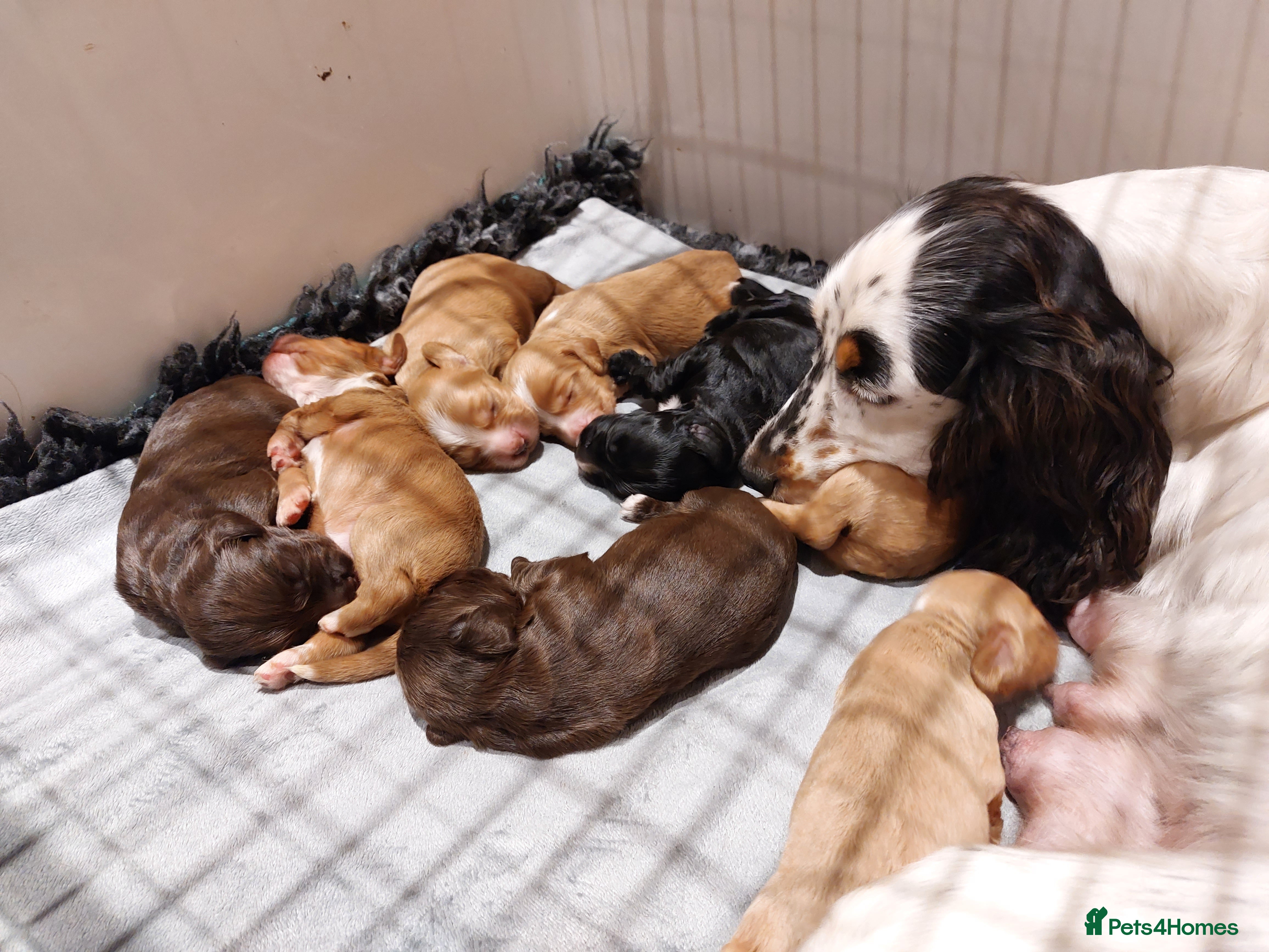 Cocker Spaniel dogs Cocker Spaniel Pups - Advert 2