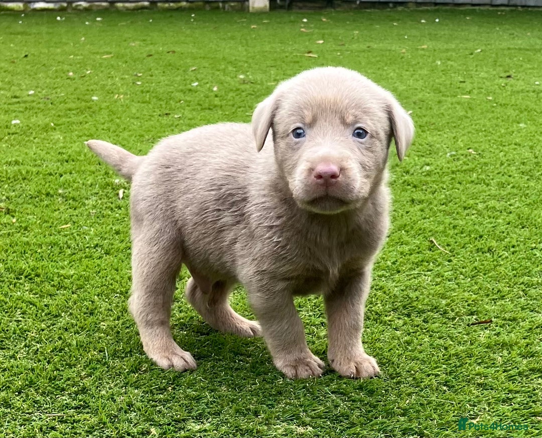 Labrador Retriever dogs for sale:  KC registered Silver and silver and tan labs  - Image 4