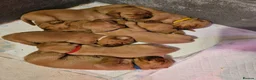Labrador Retriever dogs for sale: KC REG BEAUTIFUL CHUNKY FOX RED LABRADOR PUPPIES in Wisbech - Advert 12