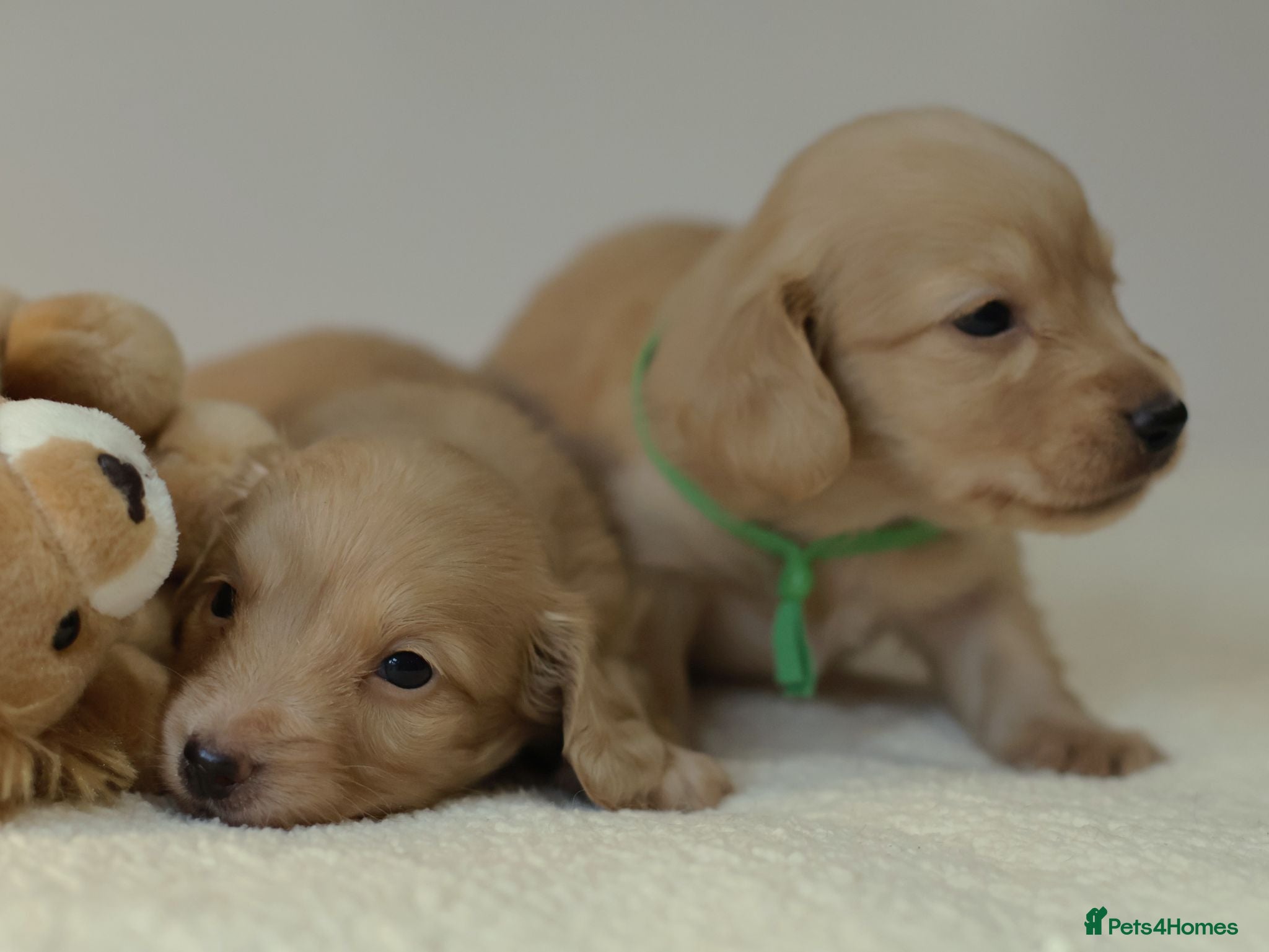 Miniature Dachshund dogs 5*Licensed+CREAM+LONGHAIR+Kc+PRACLEAR+VetChecked - Advert 2