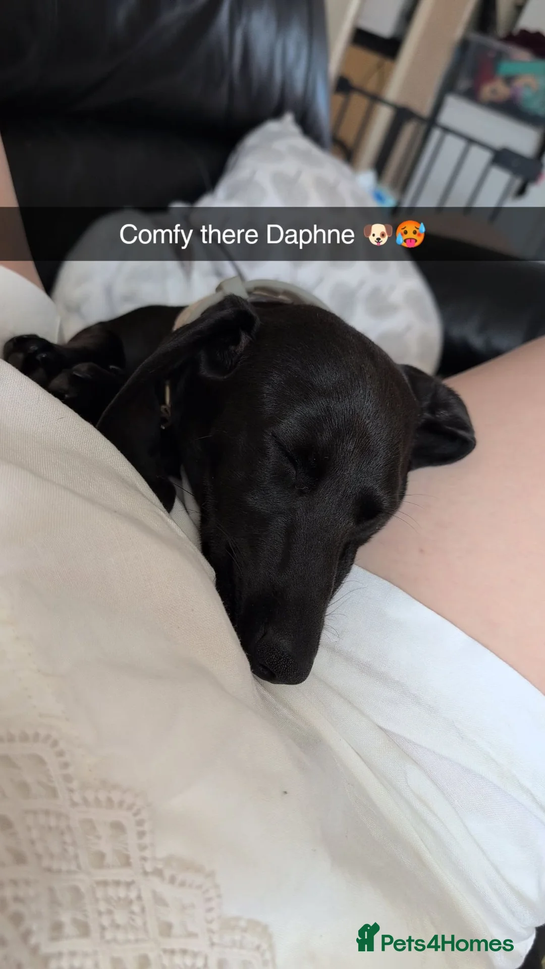 Miniature Dachshund dogs for sale: Female miniature dachshund  - Advert 9