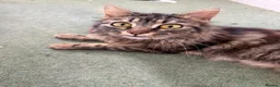 Mixed Breed cats for sale: 3 adorable kittens for sale in Horsham - Advert 1