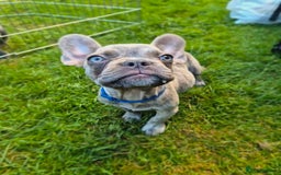 French Bulldog dogs for sale: Adorable French Bulldog Puppies For Sale - Image 10