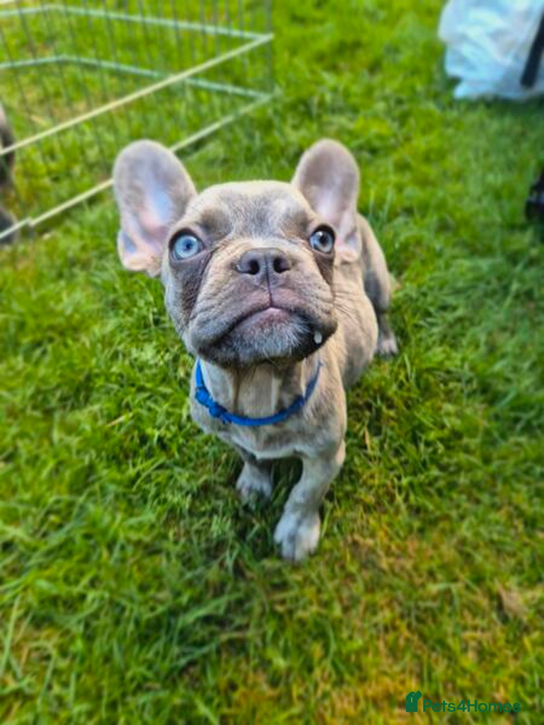 French Bulldog dogs for sale: Adorable French Bulldog Puppies For Sale - Image 10