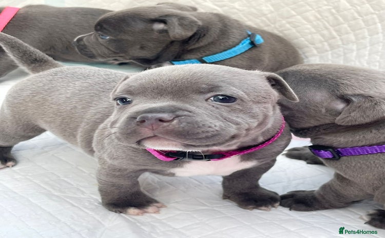 Staffordshire Bull Terrier dogs - Advert 9