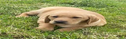 Labrador Retriever dogs for sale: KC Registered Labradors - Advert 10