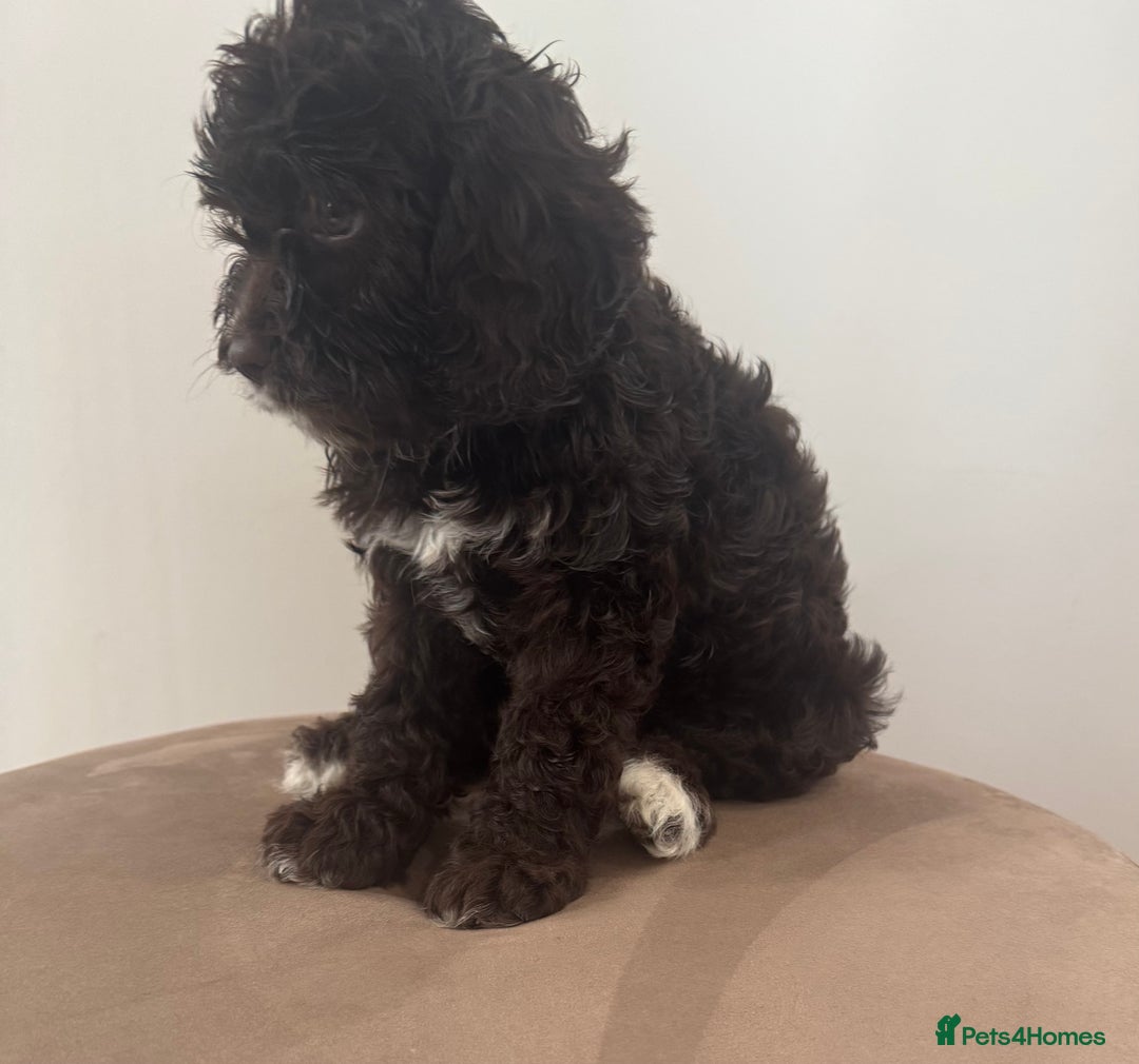 Cavapoo dogs for sale: F1 Cavapoo pups. Beautiful litter of five bitches. - Image 11