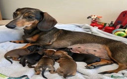 Miniature Dachshund dogs for sale: Miniature dachshund  - Image 1