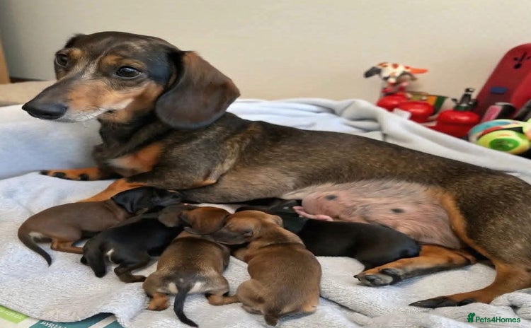 Miniature Dachshund dogs - Advert 1