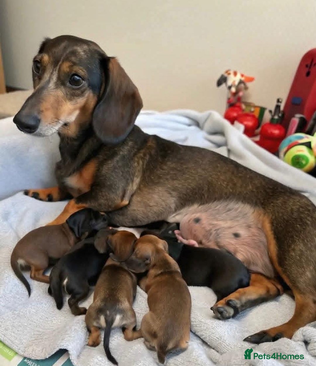 Miniature Dachshund dogs for sale: Miniature dachshund  - Image 1