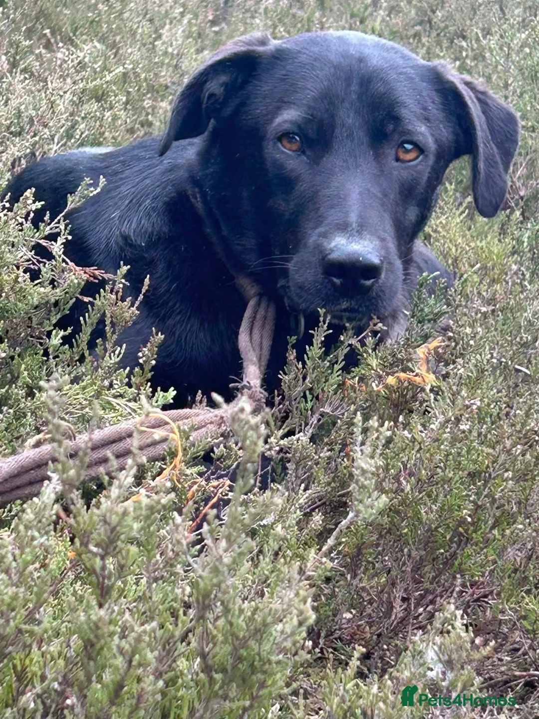Mixed Breed dogs for adoption: Manuel - Norwich Norfolk  - Advert 2