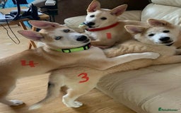 Huskita dogs for sale: Playful Huskita Puppies – Vaccinated & Ready Today - Image 17
