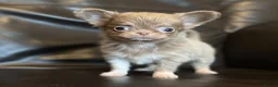 Chihuahua dogs for sale: Exquisite chihuahuas  - Advert 7