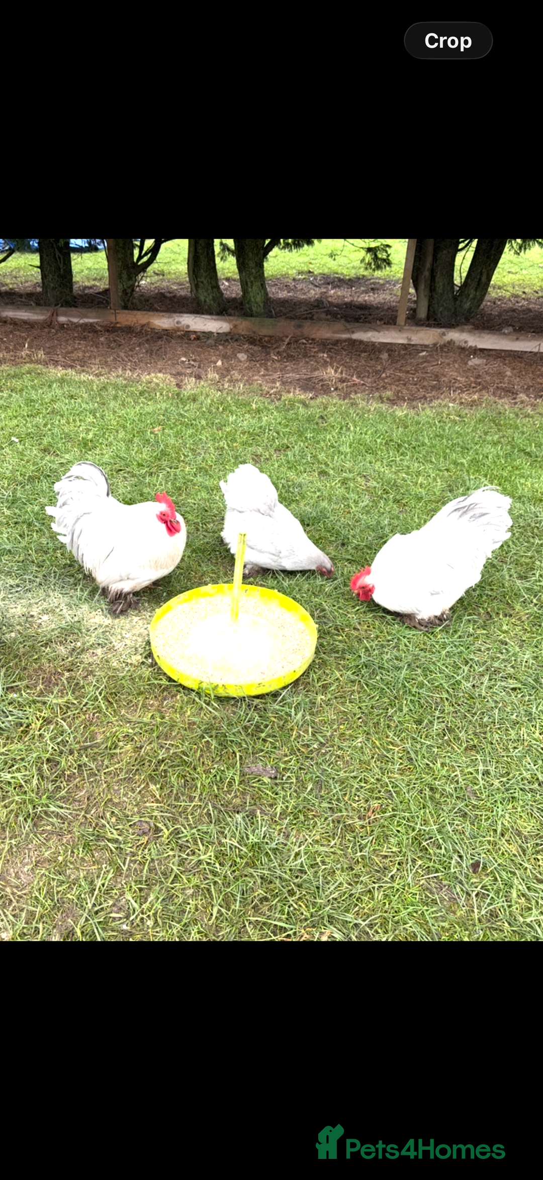 Chickens poultry for sale: Lavender Pekin Bantam  - Advert 1