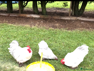 Chickens poultry Lavender Pekin Bantam - Advert 4