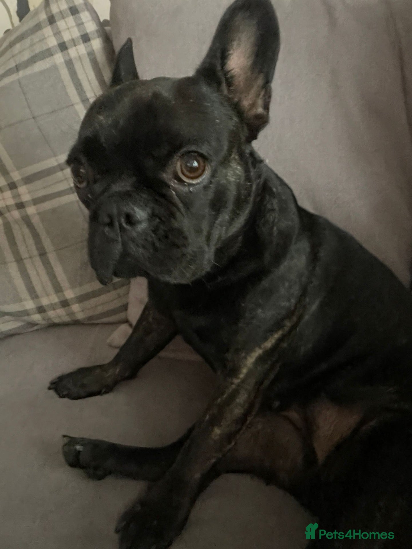French Bulldog dogs French bulldog female  - Advert 13